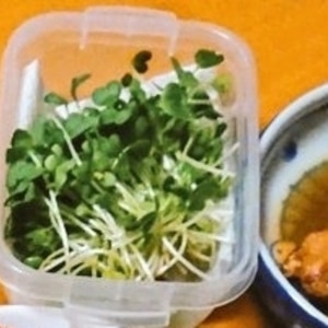 結構長持ち！切った薬味の保存法と薬味たっぷり豆腐